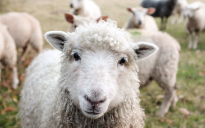 Lord, Make Me A Sheep